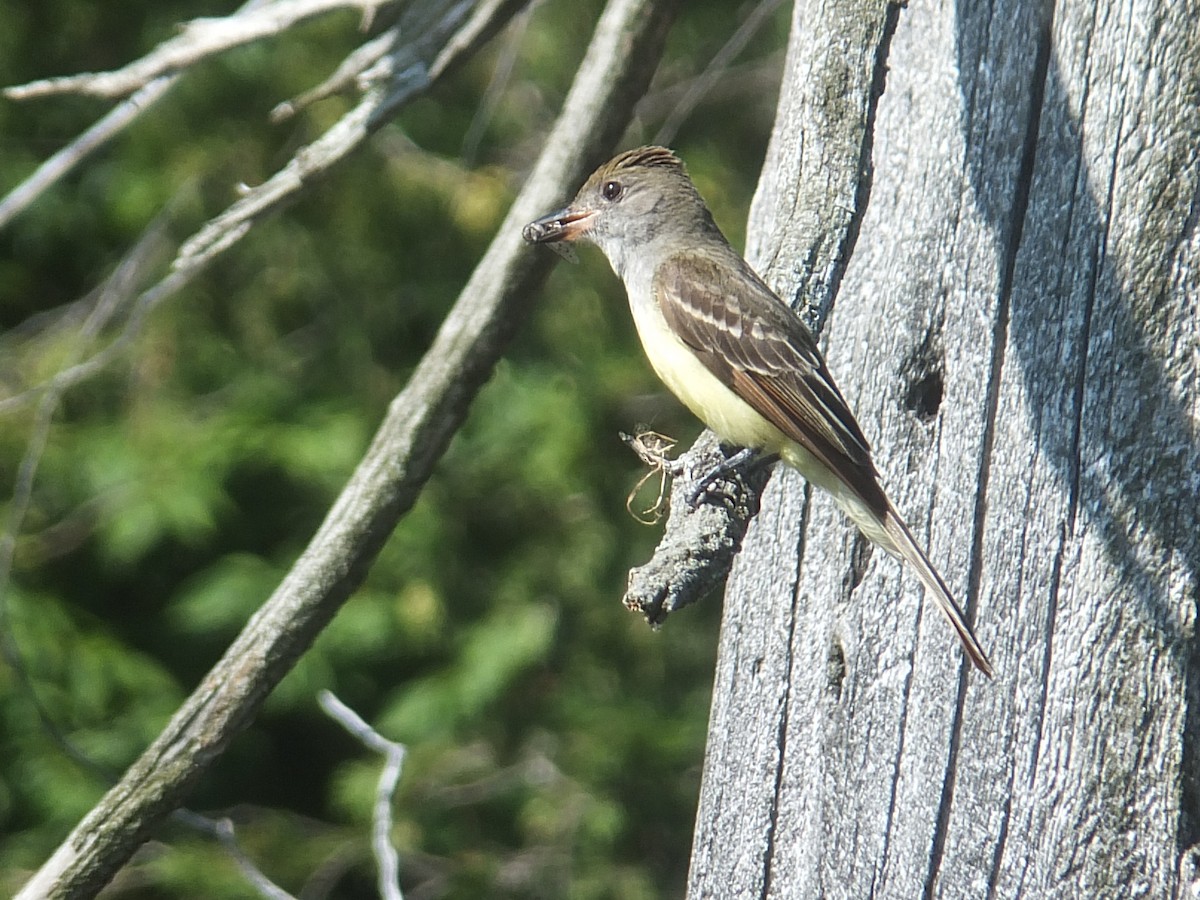 Great Crested Flycatcher - ML595475281