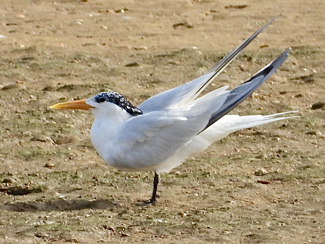 West African Crested Tern - ML595477291