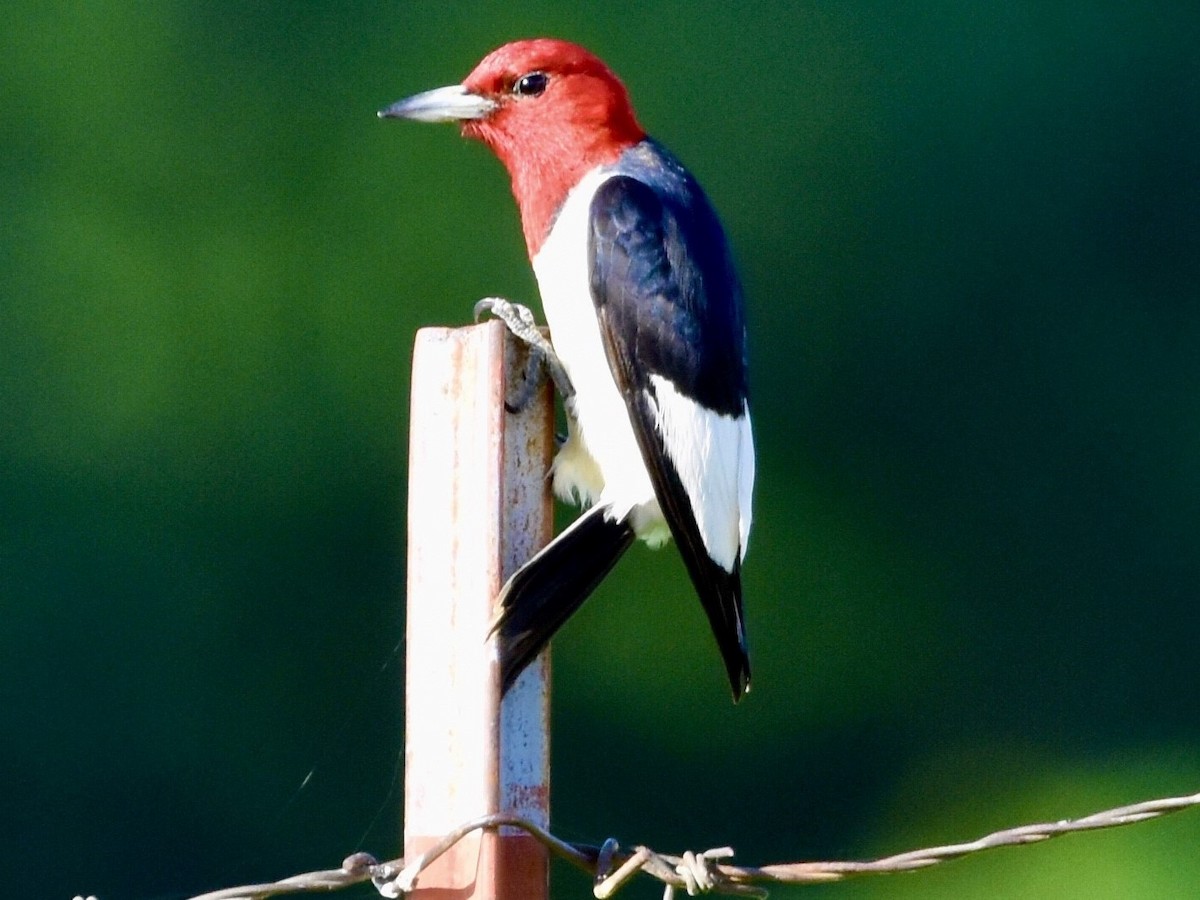 Red-headed Woodpecker - ML595477381