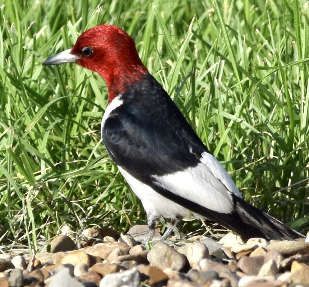 Red-headed Woodpecker - Jason C. Martin