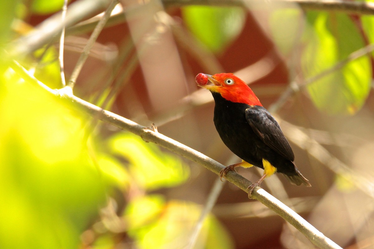 Red-capped Manakin - ML595480271