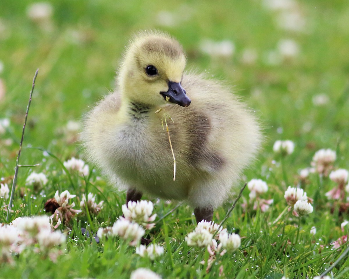 Canada Goose (moffitti/maxima) - Paul Fenwick