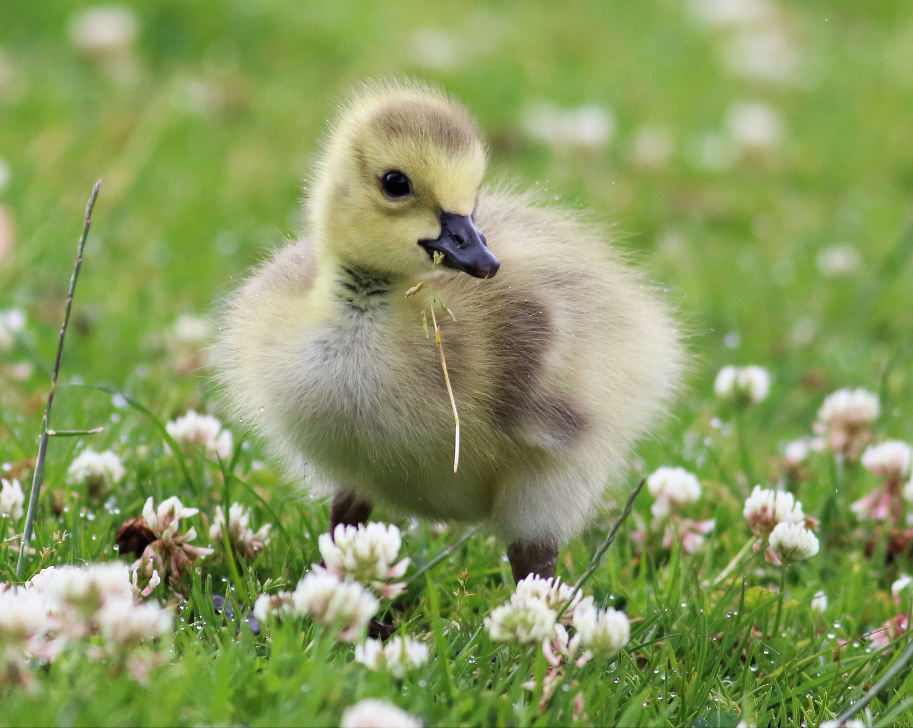 Canada Goose moffitti maxima eBird