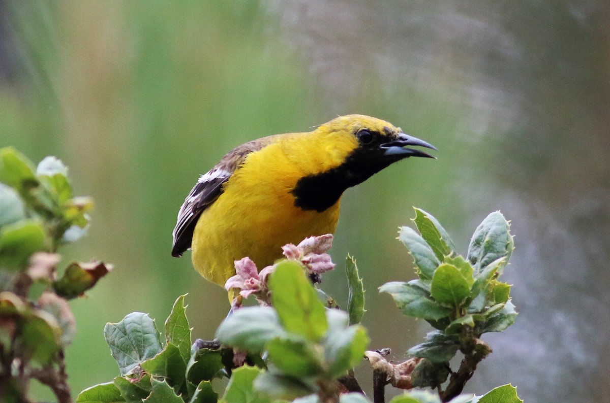 Hooded Oriole (nelsoni Group) - ML59548961