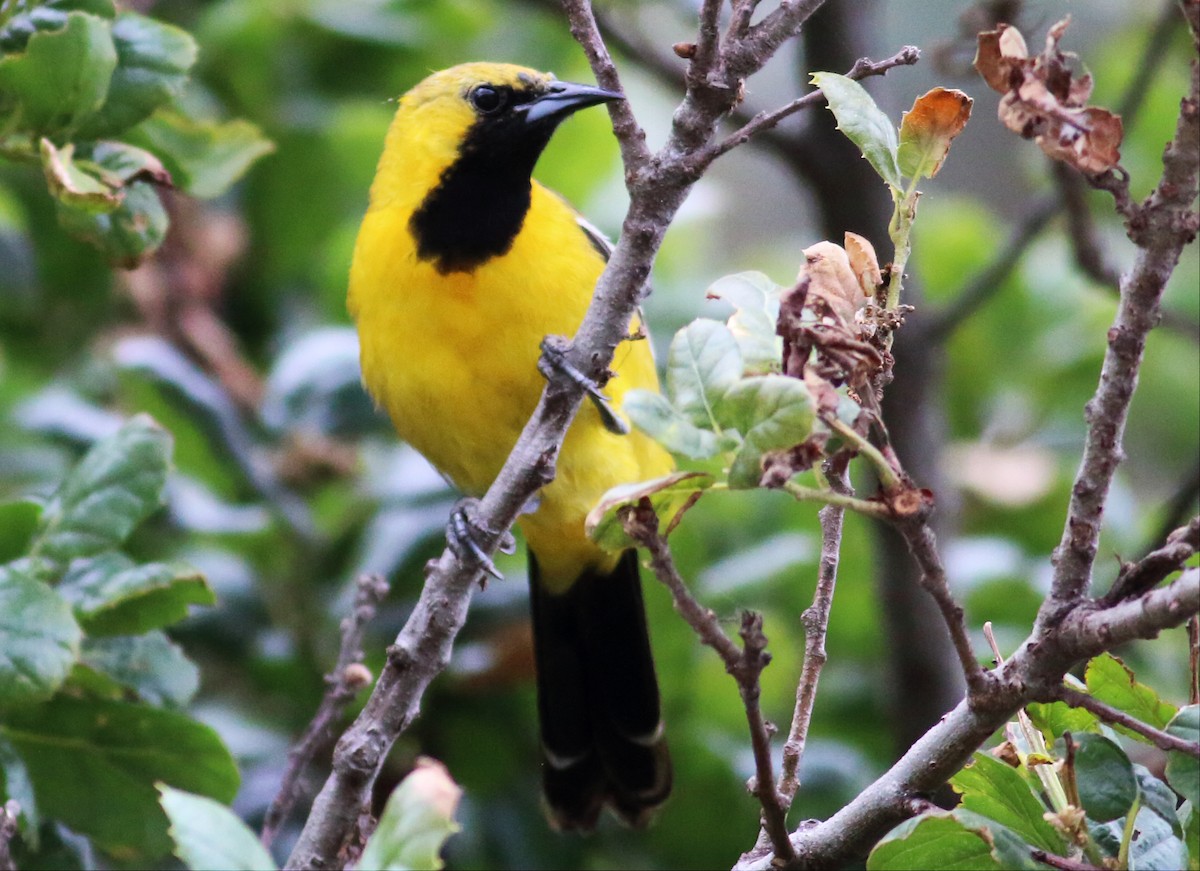 Hooded Oriole (nelsoni Group) - ML59548991