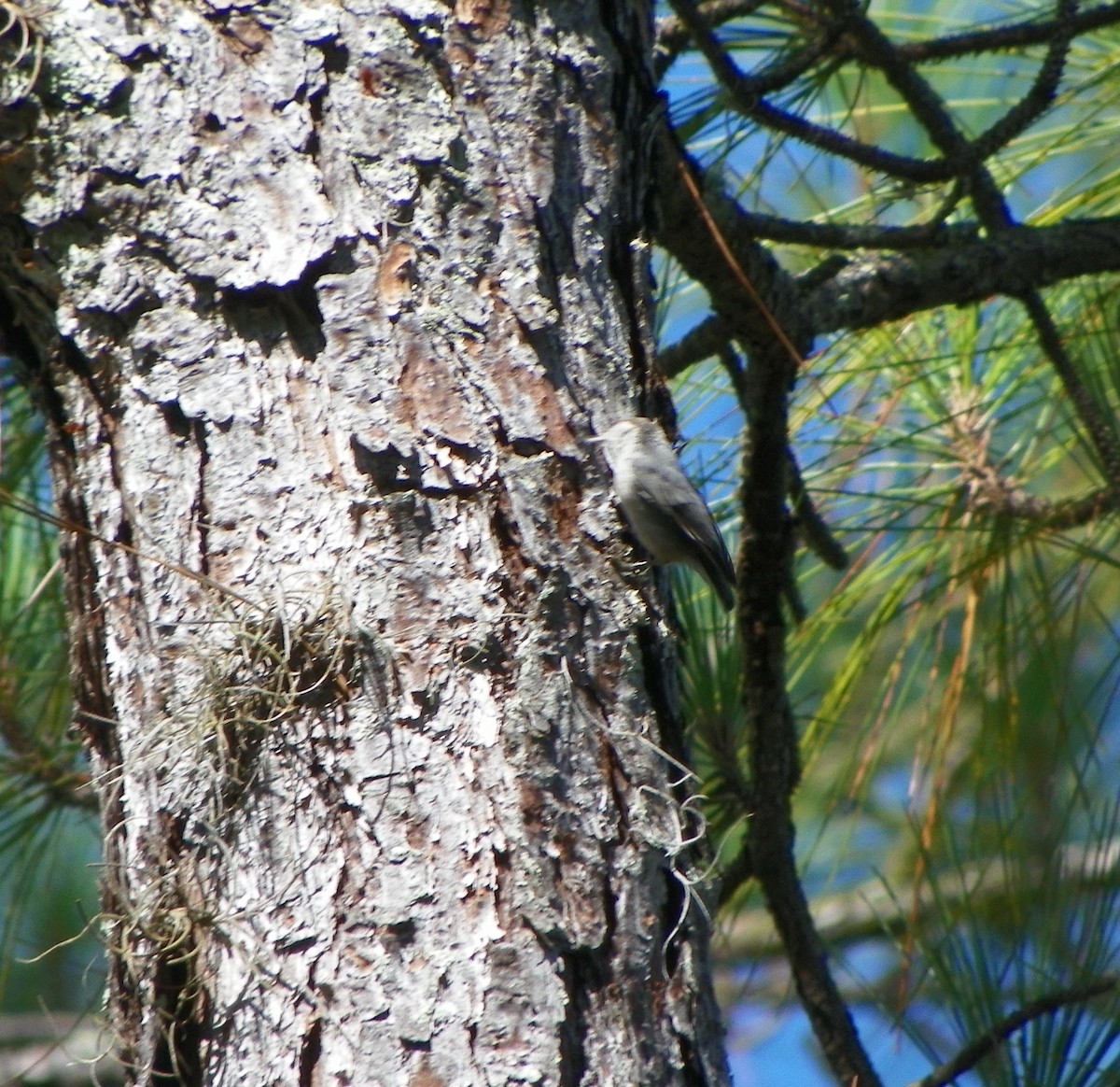 EBird Checklist 19 Jul 2023 Flatwoods Wilderness Park 12 Species