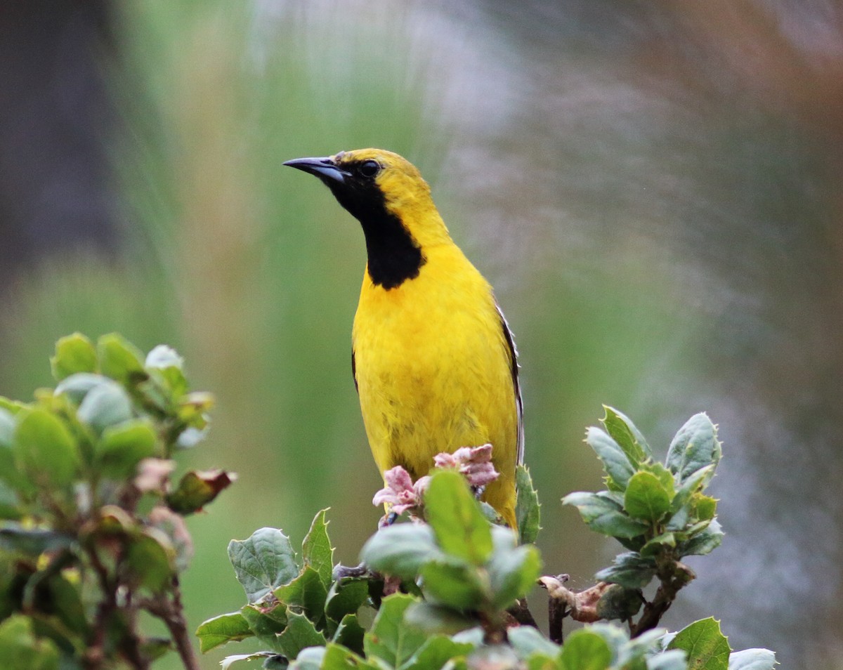 Hooded Oriole (nelsoni Group) - ML59549001