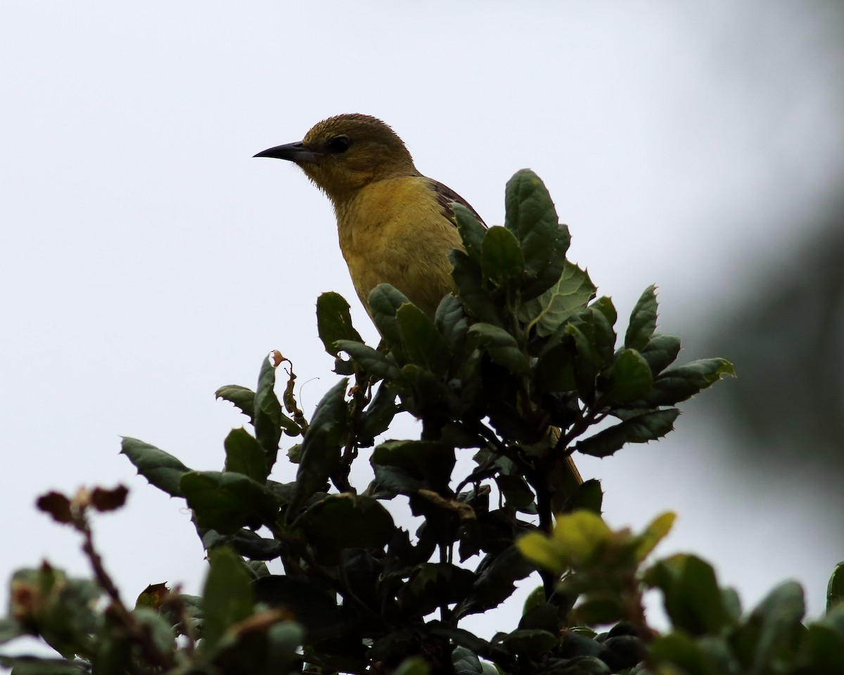 Hooded Oriole (nelsoni Group) - ML59549041