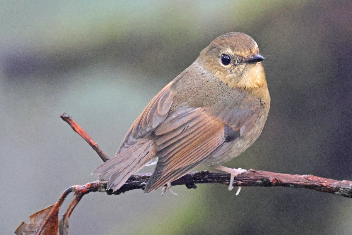 Snowy-browed Flycatcher - Nathan Wall