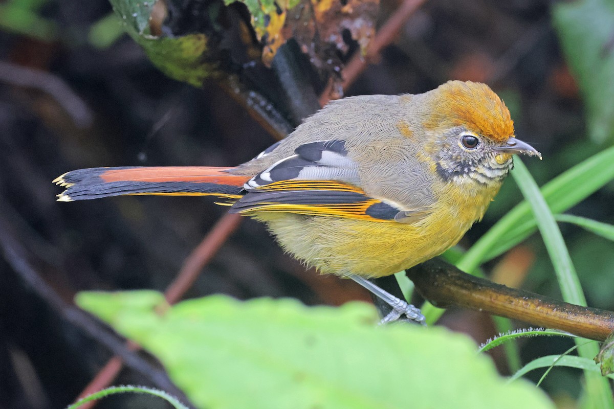 Chestnut-tailed Minla - Nathan Wall