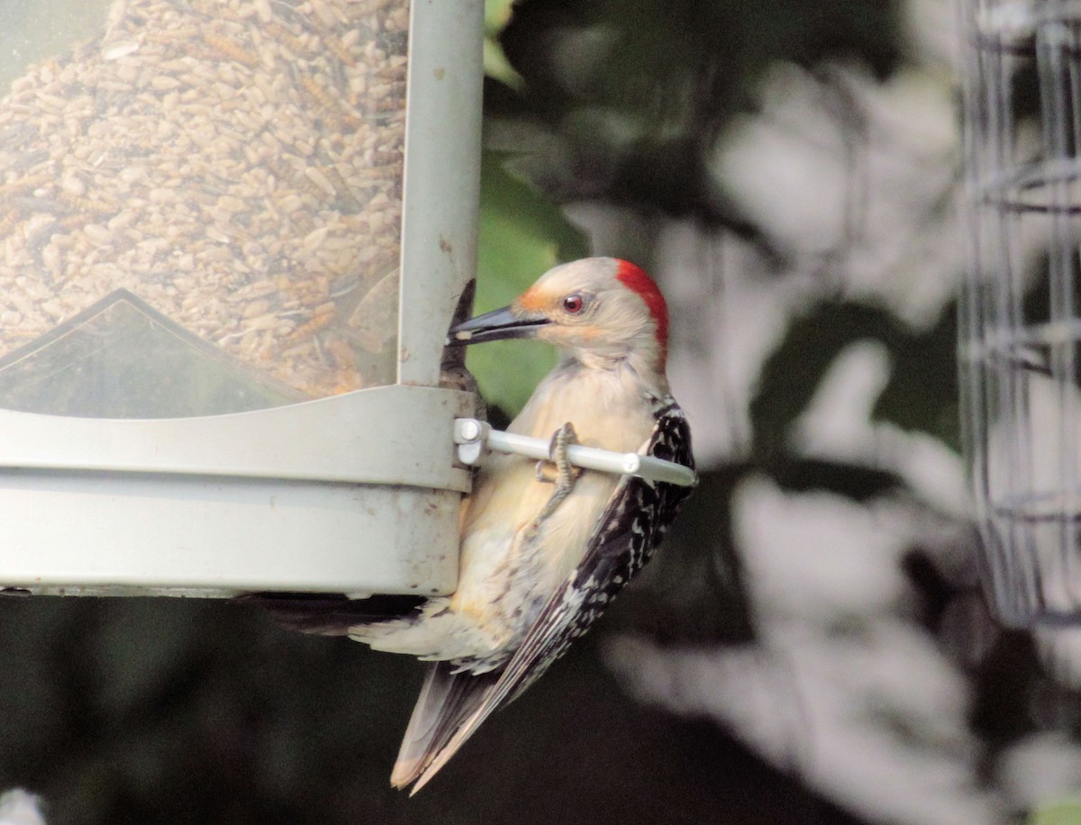 Red-bellied Woodpecker - ML595497441
