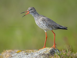  - Common Redshank