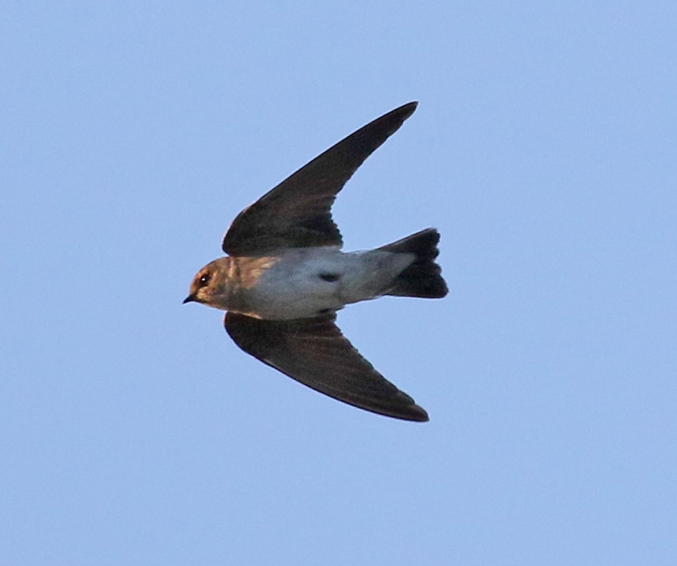 Northern Rough-winged Swallow - Charlotte Byers