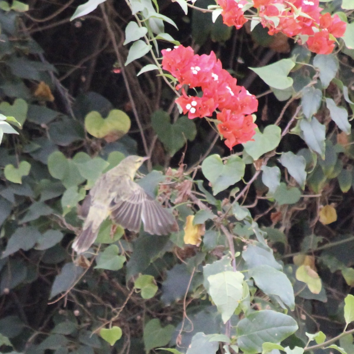 Northern Marquesan Reed Warbler - ML595499601