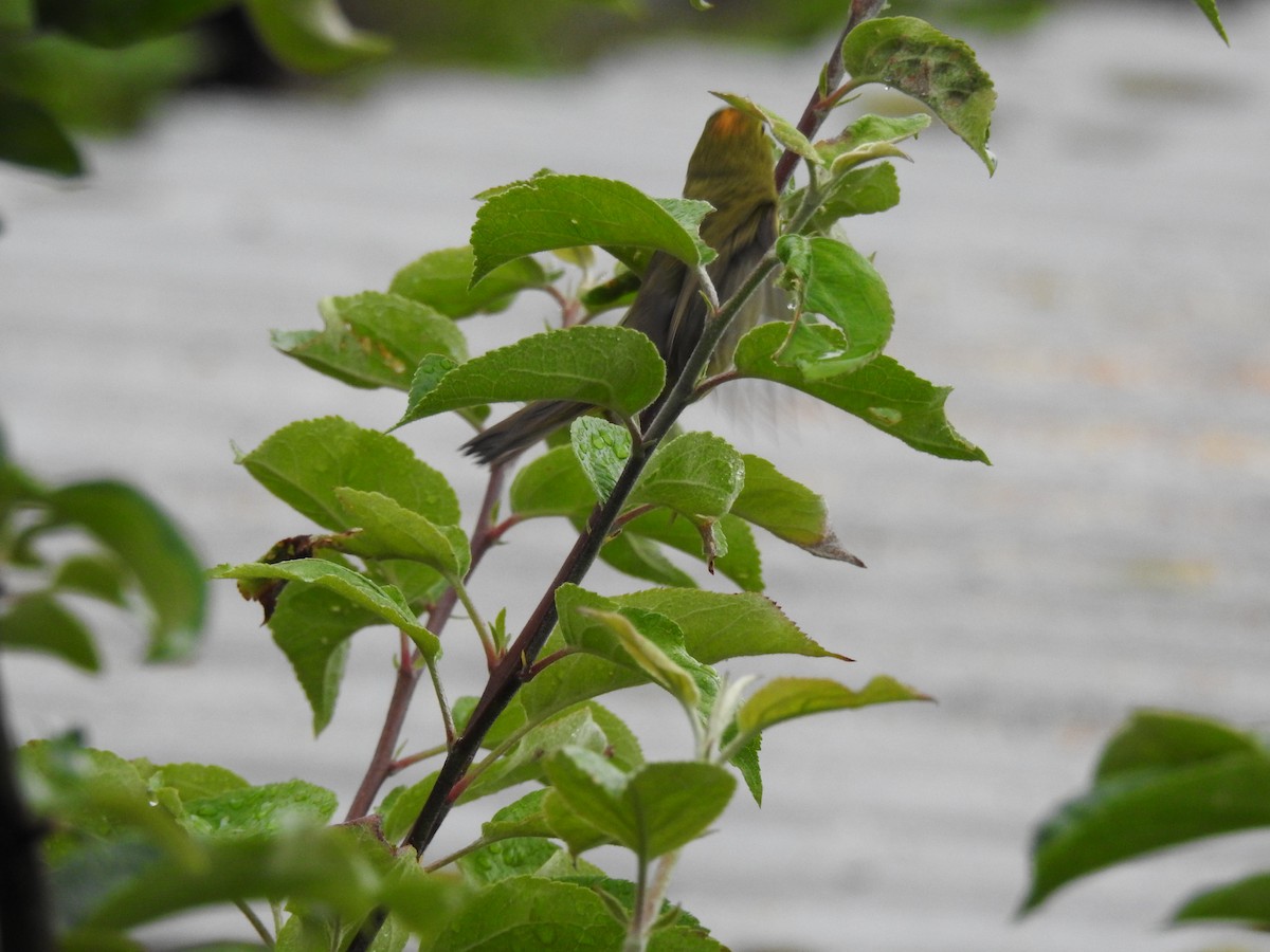 Orange-crowned Warbler - ML595501941