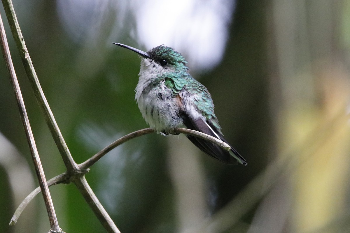 Stripe-tailed Hummingbird - Oscar Ramirez Alan