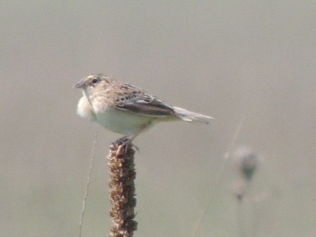 Grasshopper Sparrow - ML59550671