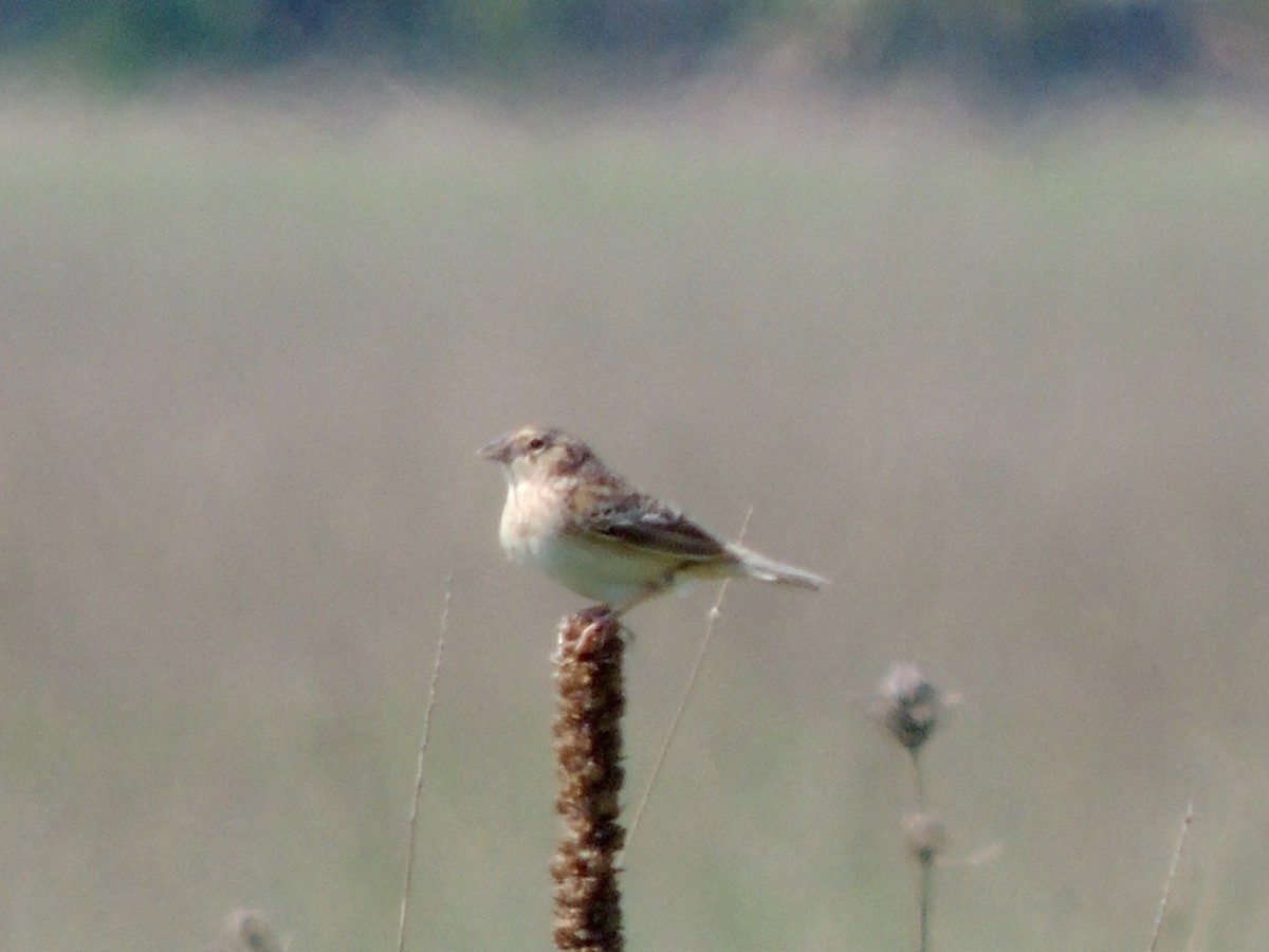 Grasshopper Sparrow - ML59550691