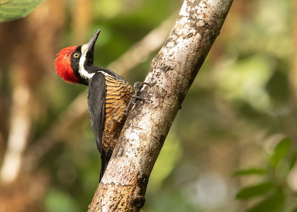 Powerful Woodpecker - ML595507841