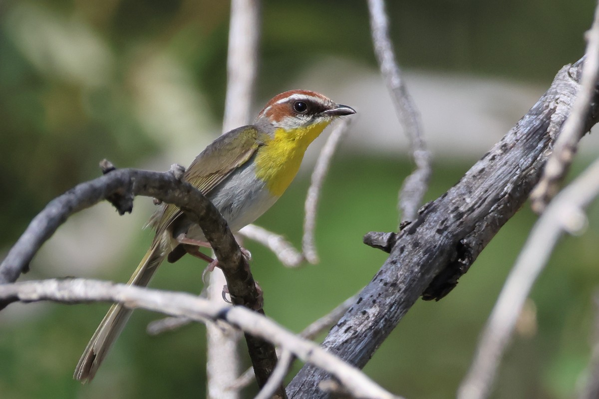 Rufous-capped Warbler - Steven Tracey