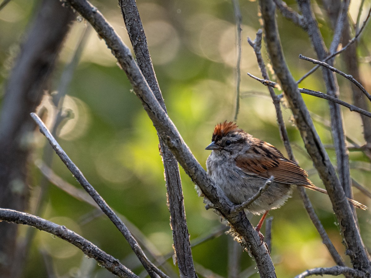 Swamp Sparrow - ML595510221