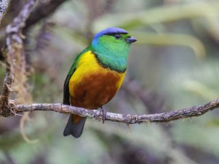  - Chestnut-breasted Chlorophonia