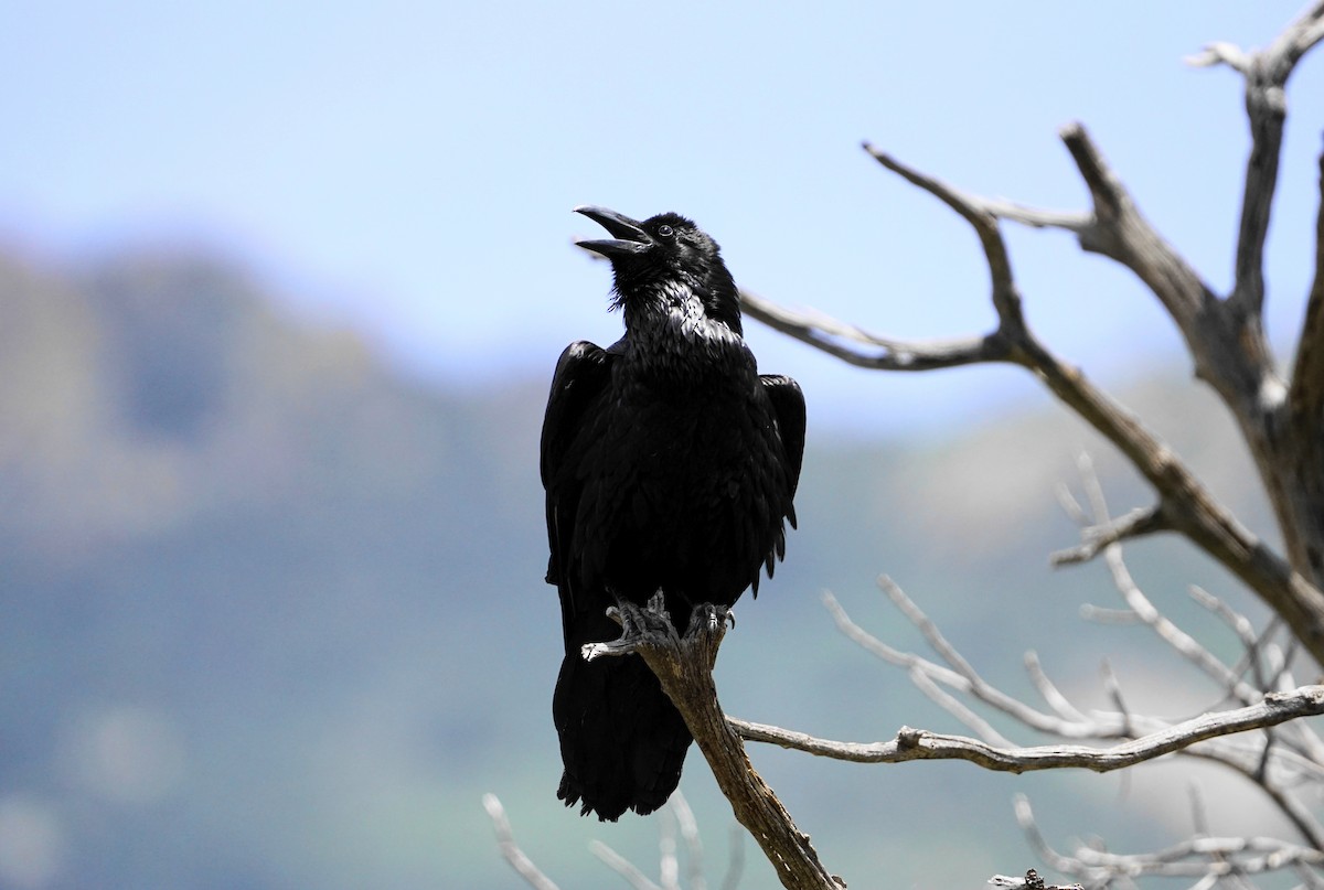 Common Raven - ML595519761