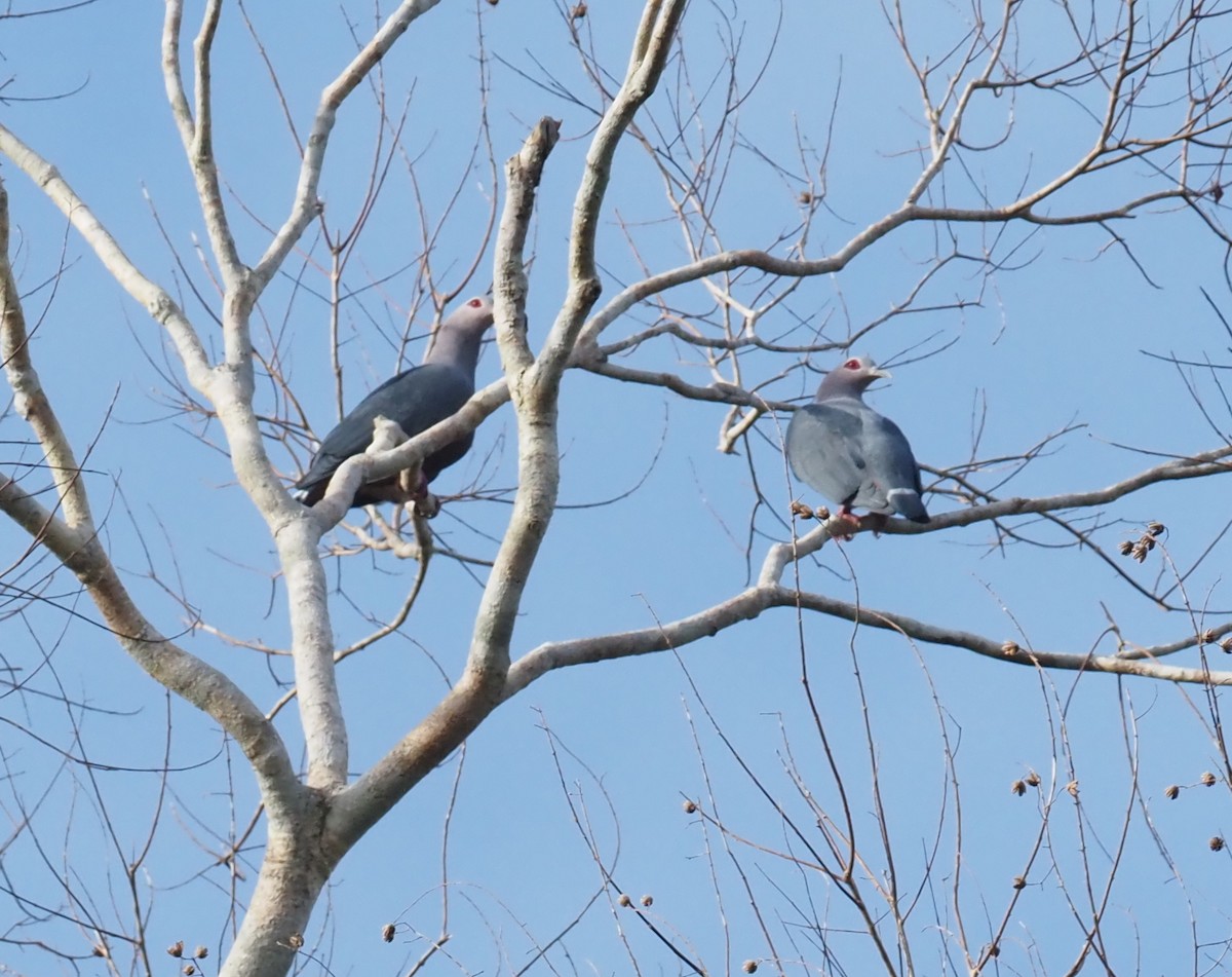 Pinon's Imperial-Pigeon - ML595523001