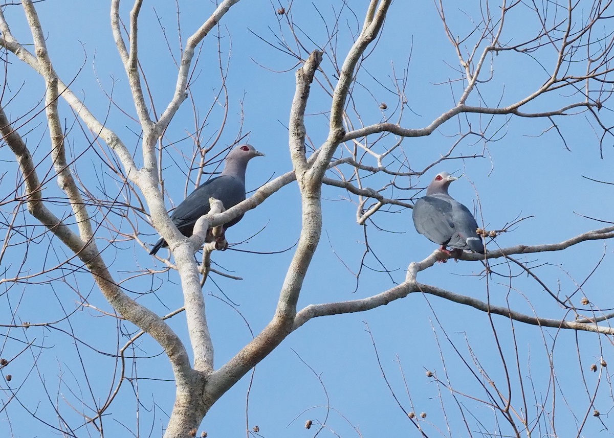 Pinon's Imperial-Pigeon - ML595523081