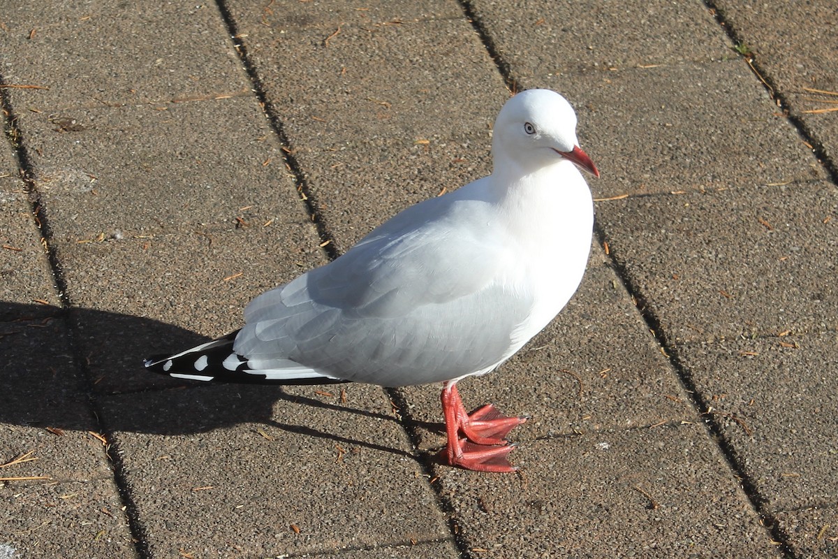 Silver Gull (Red-billed) - Catherine Olin