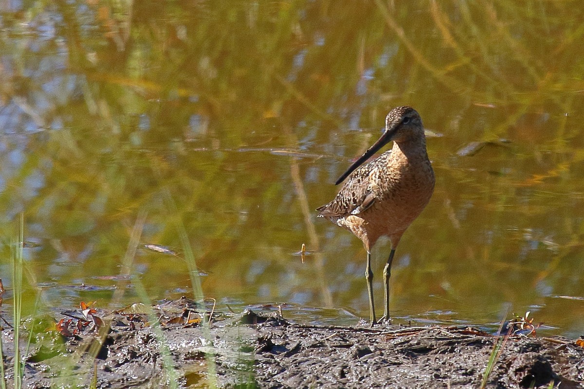 Long-billed Dowitcher - ML595527261