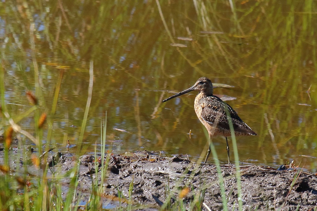 Long-billed Dowitcher - ML595527271