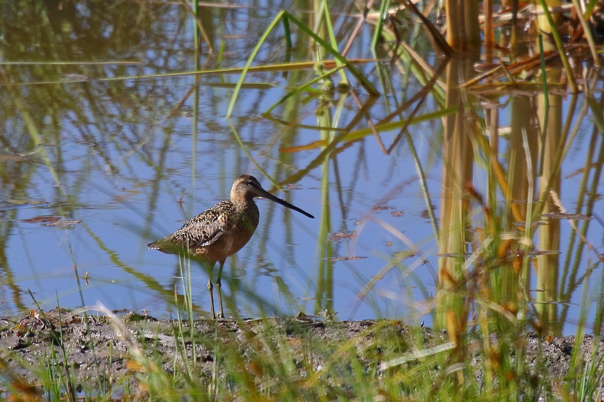 Long-billed Dowitcher - ML595527281