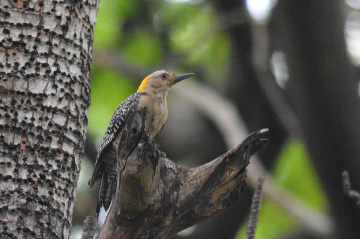 Golden-fronted Woodpecker - ML59552851