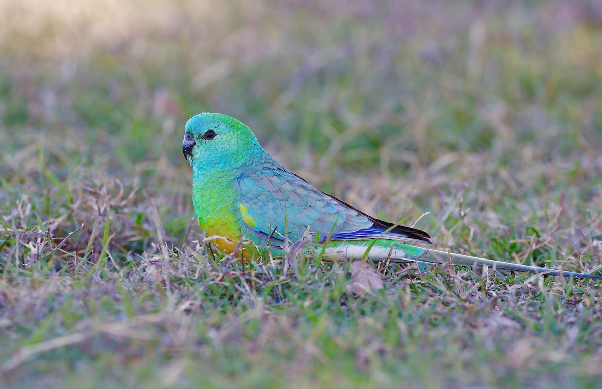Red-rumped Parrot - ML595531461