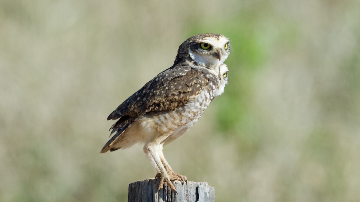 Burrowing Owl - ML595533221