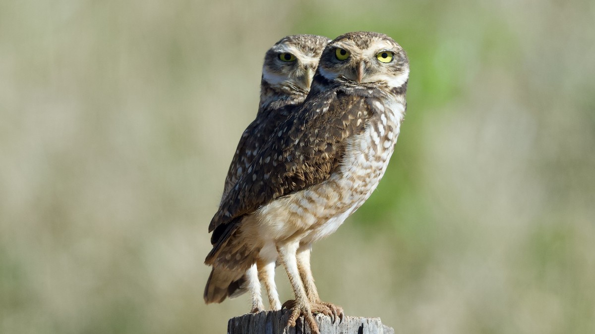 Burrowing Owl - ML595533271