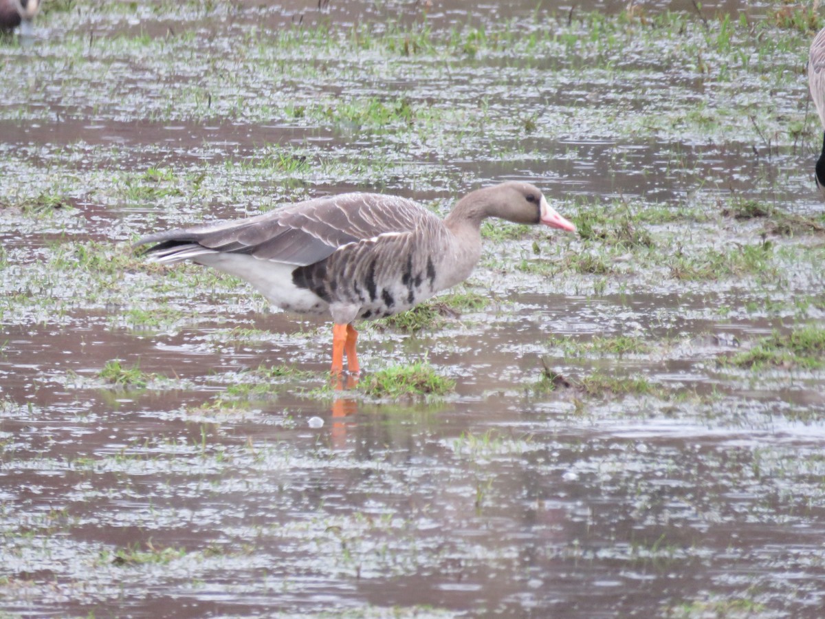 Greater White-fronted Goose - ML59553421
