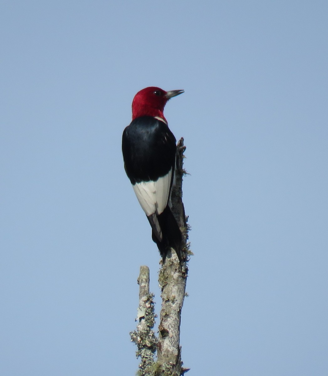 Red-headed Woodpecker - ML595534451