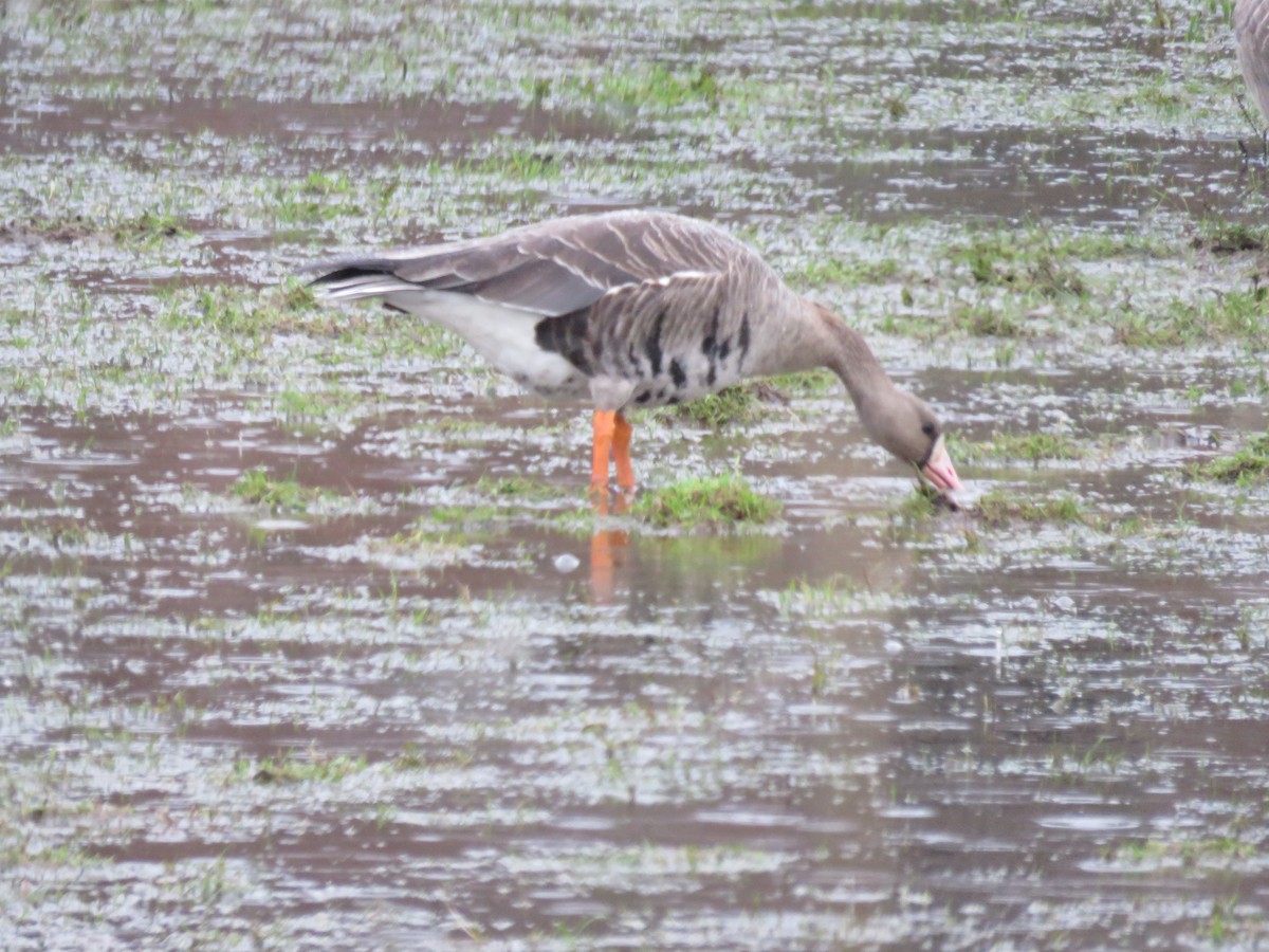 Greater White-fronted Goose - ML59553531