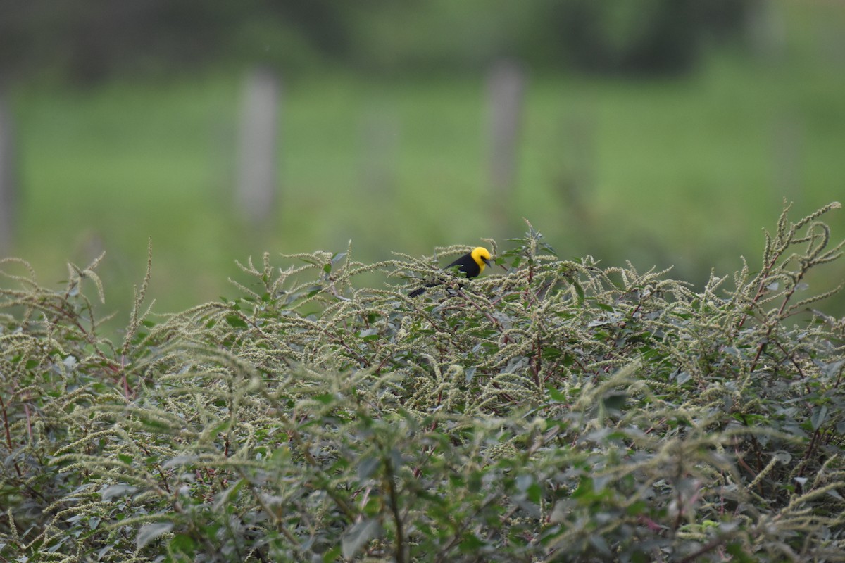 Yellow-hooded Blackbird - ML595541951