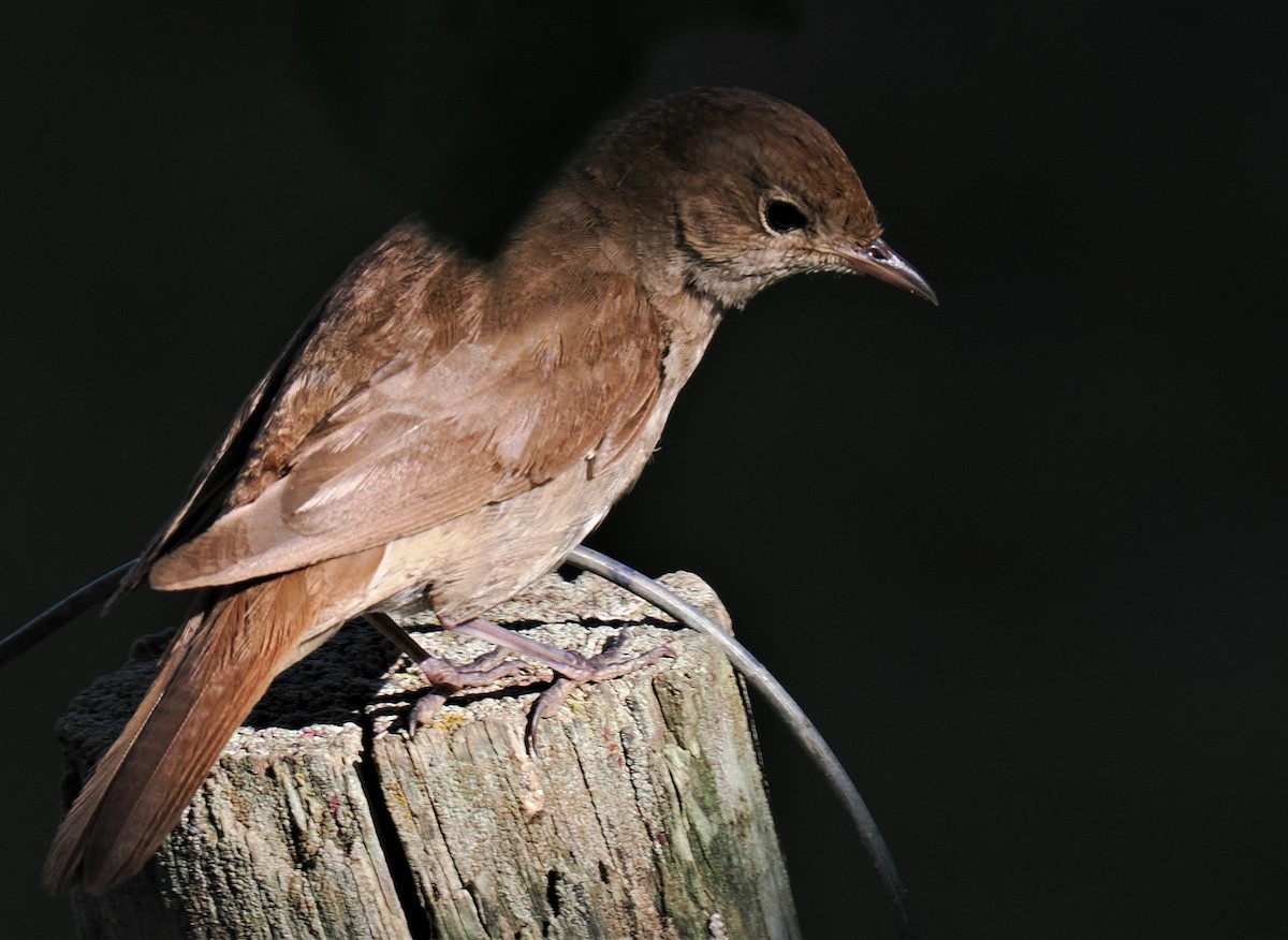 Common Nightingale - ML595542001