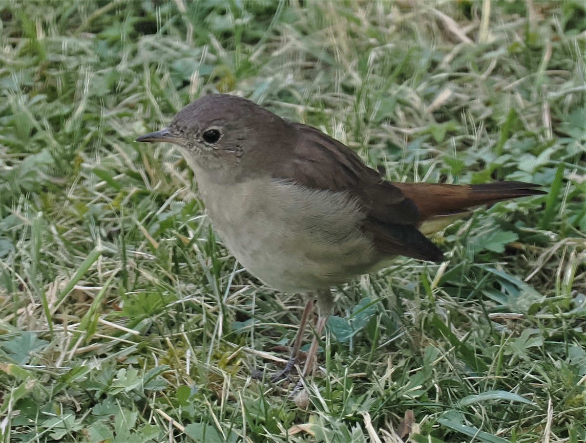 Common Nightingale - ML595542161