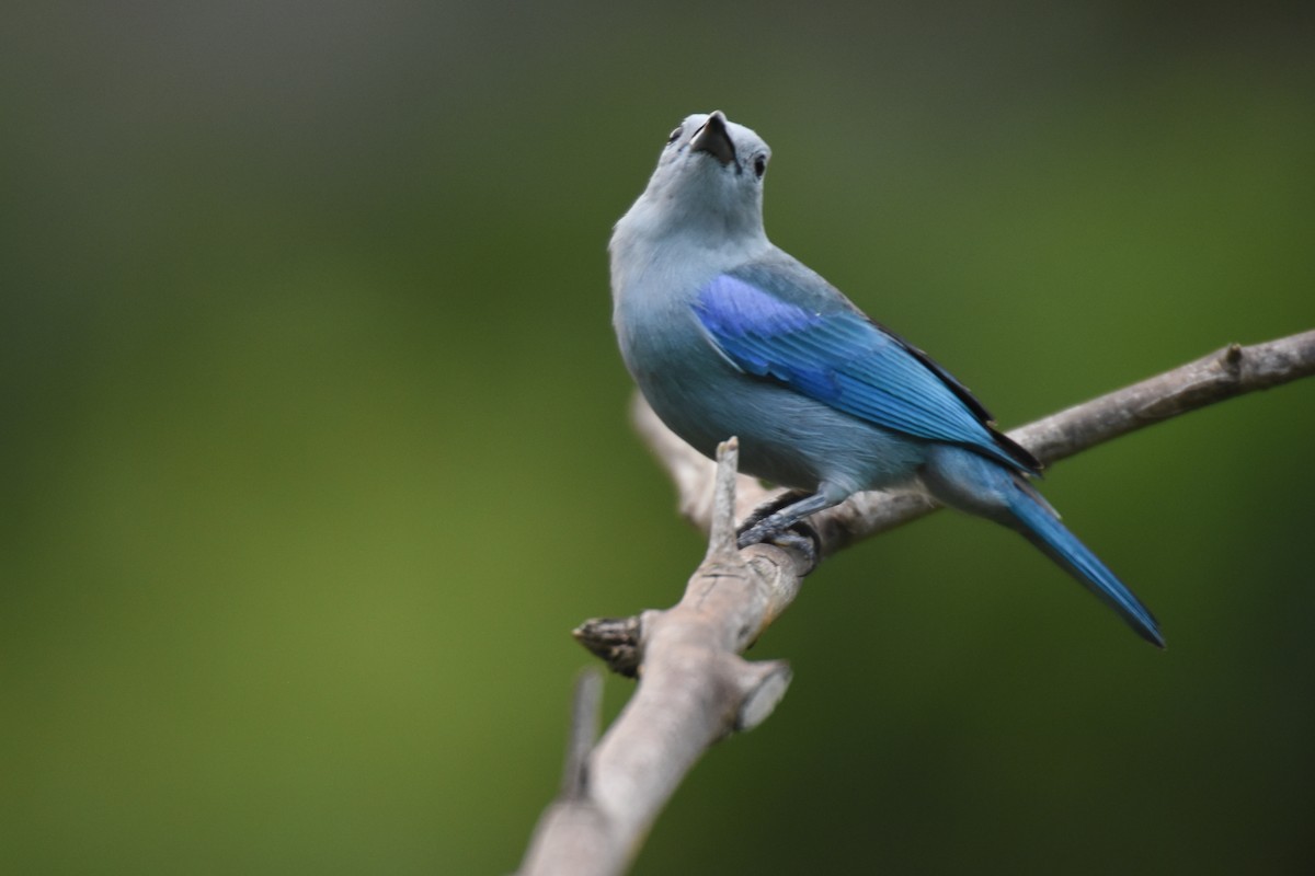 Blue-gray Tanager - ML595542191