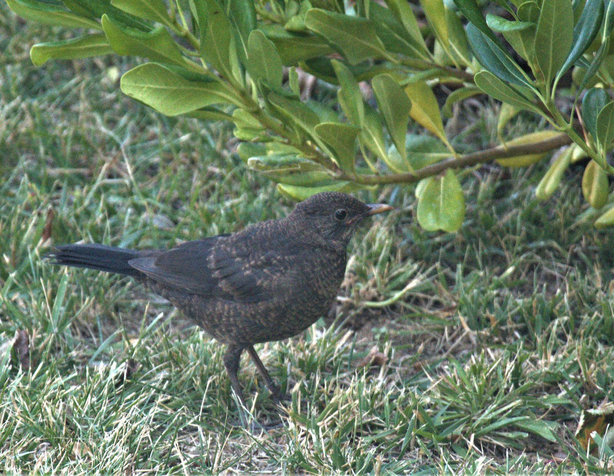 Eurasian Blackbird - ML595542201