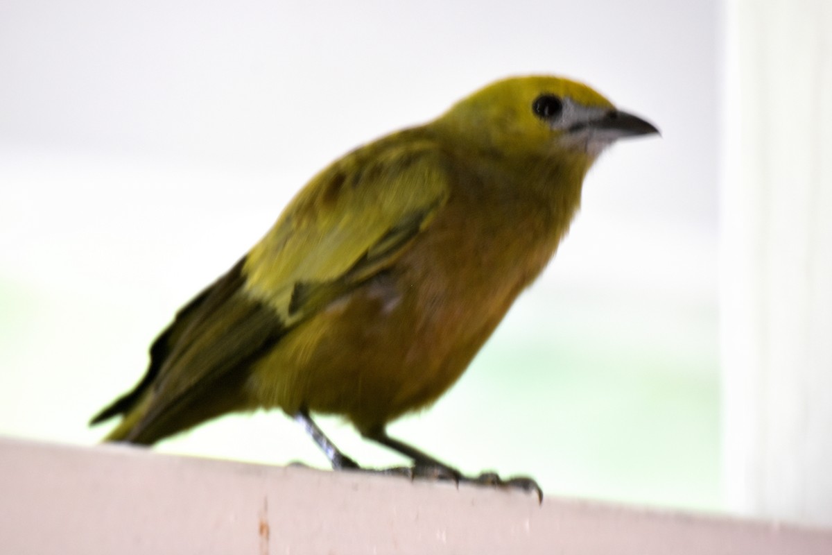 Palm Tanager - ML595542221