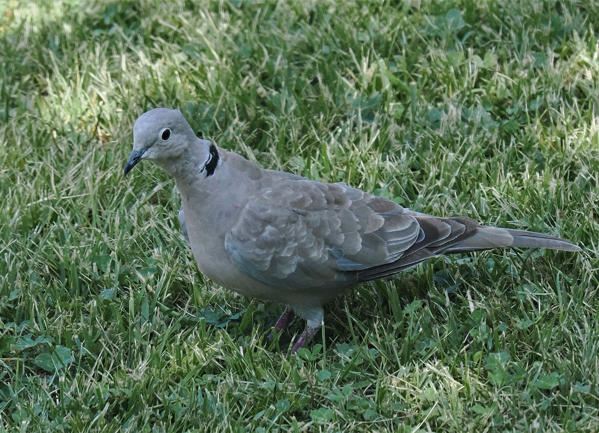 Eurasian Collared-Dove - ML595542271