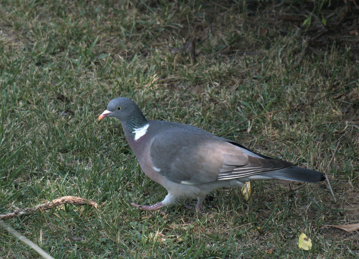 Common Wood-Pigeon - ML595542321