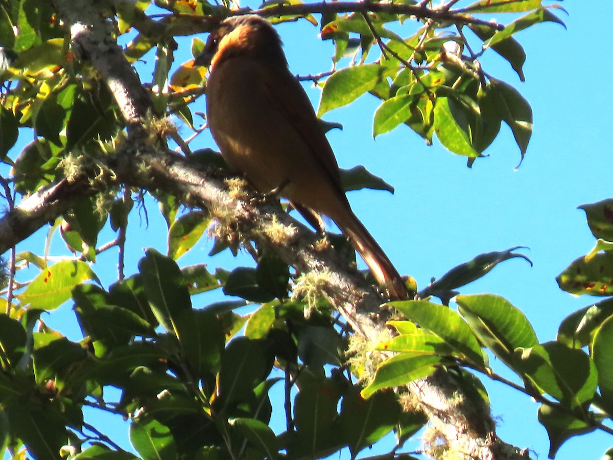 Brown Tanager - ML595543601