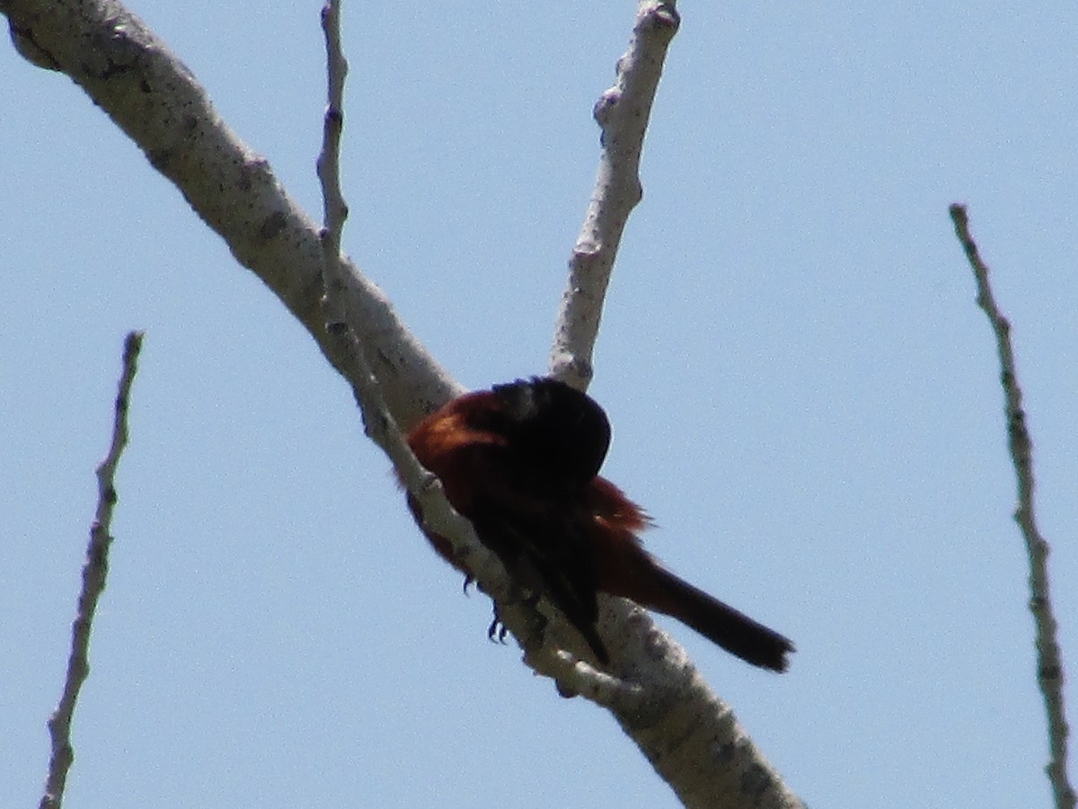 Orchard Oriole - ML595546381